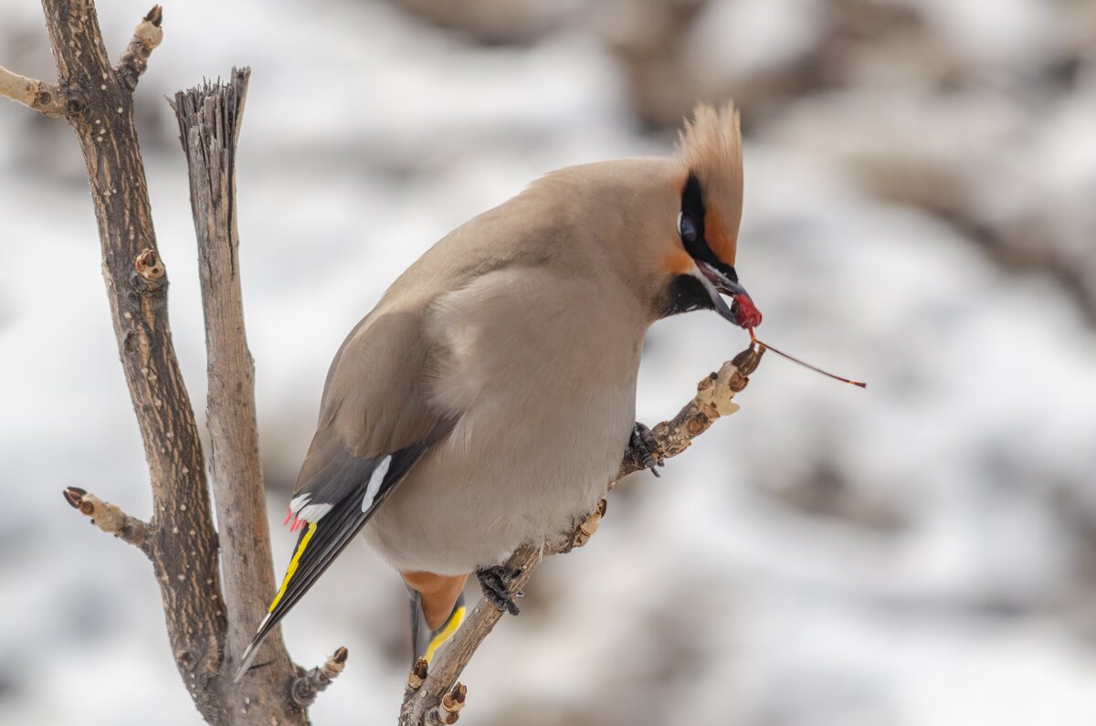 Вкусные яблочки. - Виктор Иванович Чернюк Вкусные яблочки. - Виктор Иванович Чернюк