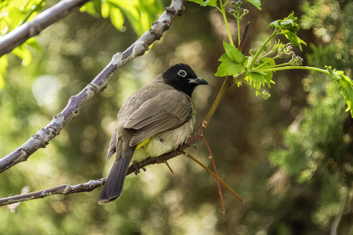 Бюльбюль желто-поясничный. (Тест нового поляризационного фильтра) - Alexander Amromin