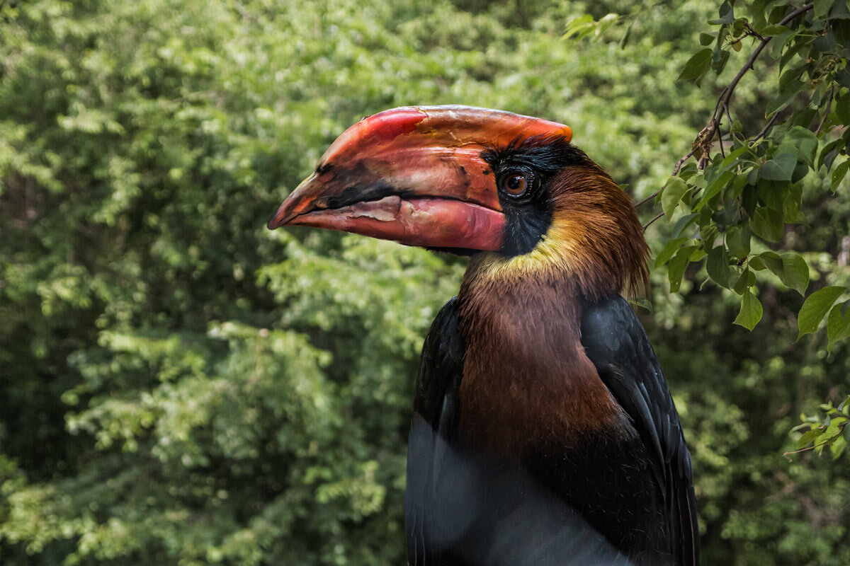 Огненный гомрай - SanSan 