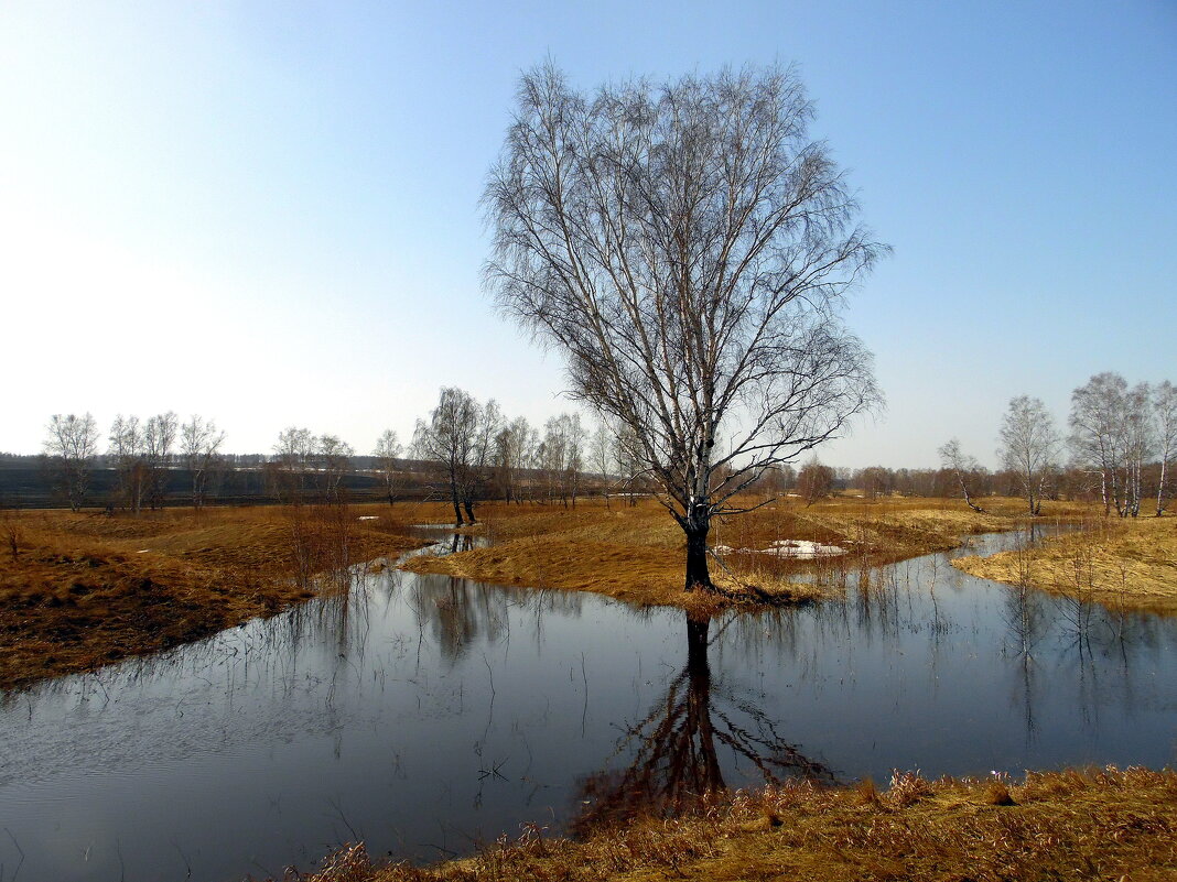 По всем приметам-здесь пришла весна. - nadyasilyuk Вознюк По всем приметам-здесь пришла весна. - nadyasilyuk Вознюк