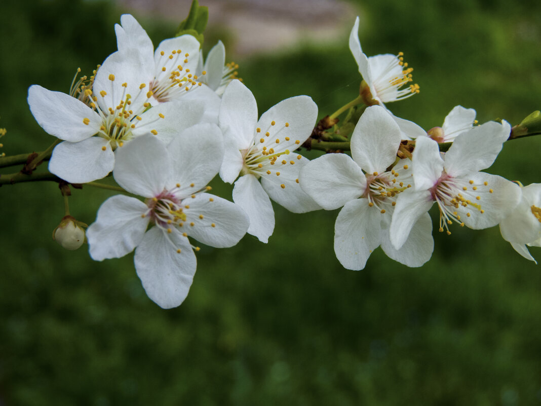 В  Крыму весна - Валентин Семчишин