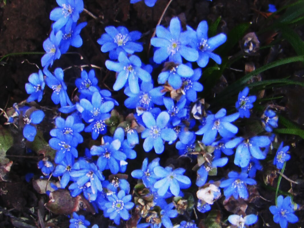 Нежная красота - Людмила Смородинская Нежная красота - Людмила Смородинская