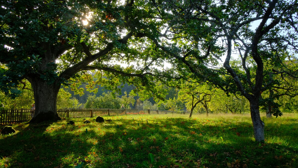 Михайловское. Под сенью дуба векового... - Олег Зоркий Михайловское. Под сенью дуба векового... - Олег Зоркий