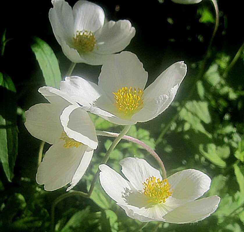 Весеннее - Елена Семигина