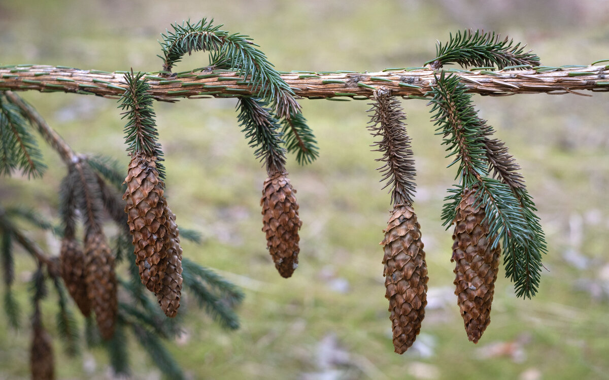 Шшки - Григорий П Шшки - Григорий П