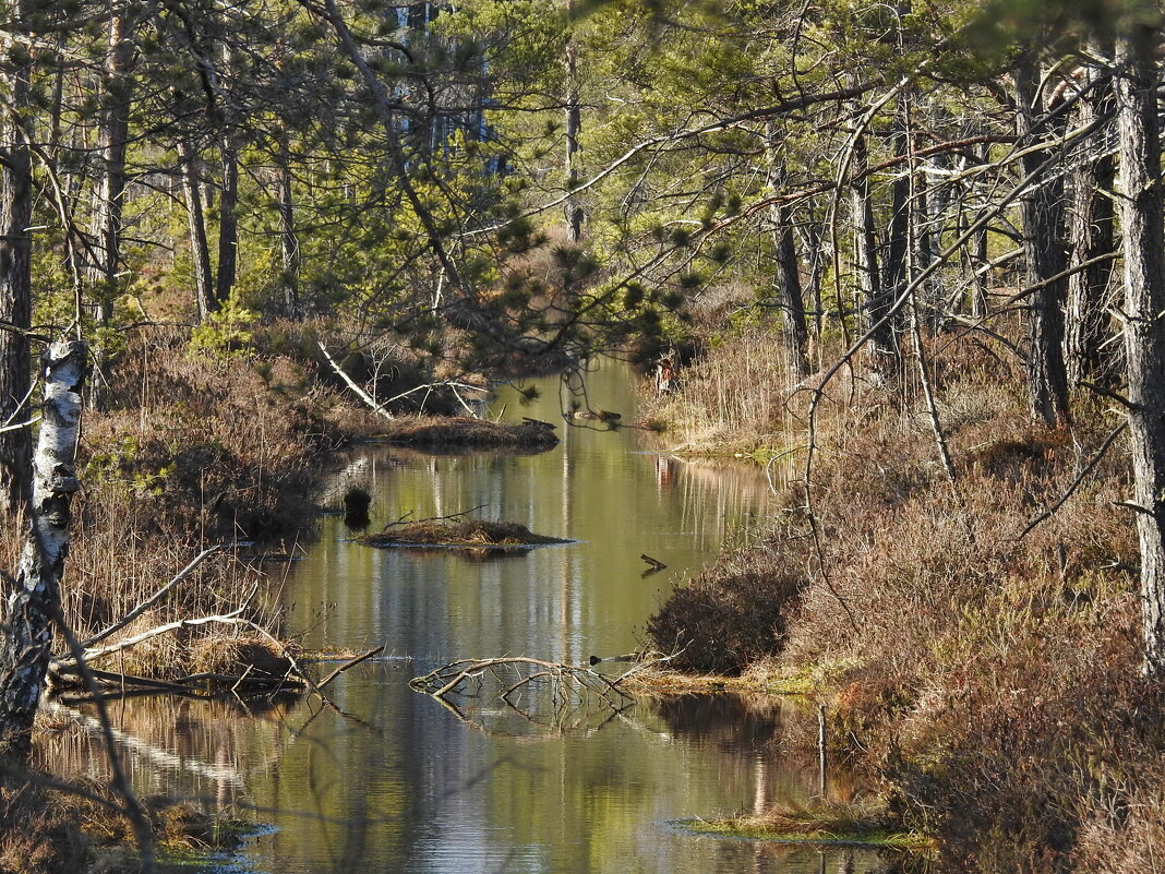 весна - ИННА ПОРОХОВА