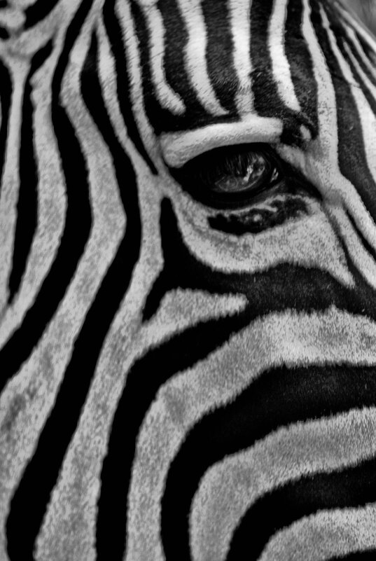 Жизнь- полоса белая, полоса черная. - Юля Сrane Жизнь- полоса белая, полоса черная. - Юля Сrane