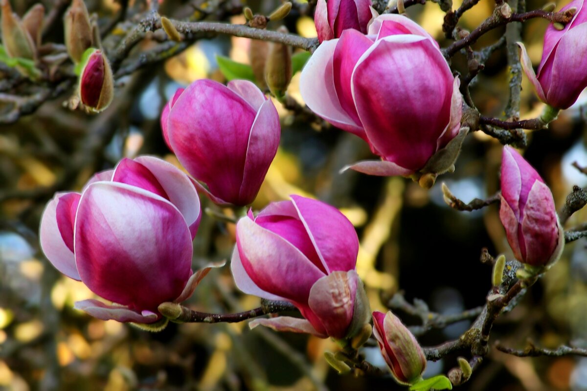 Магнолиевый рай - Юрий. Шмаков Магнолиевый рай - Юрий. Шмаков