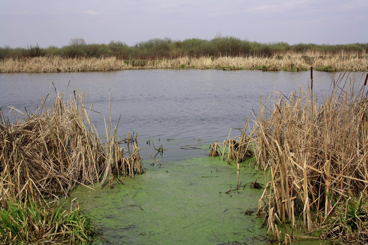 Затон. - Вячеслав. Синицын Затон. - Вячеслав. Синицын