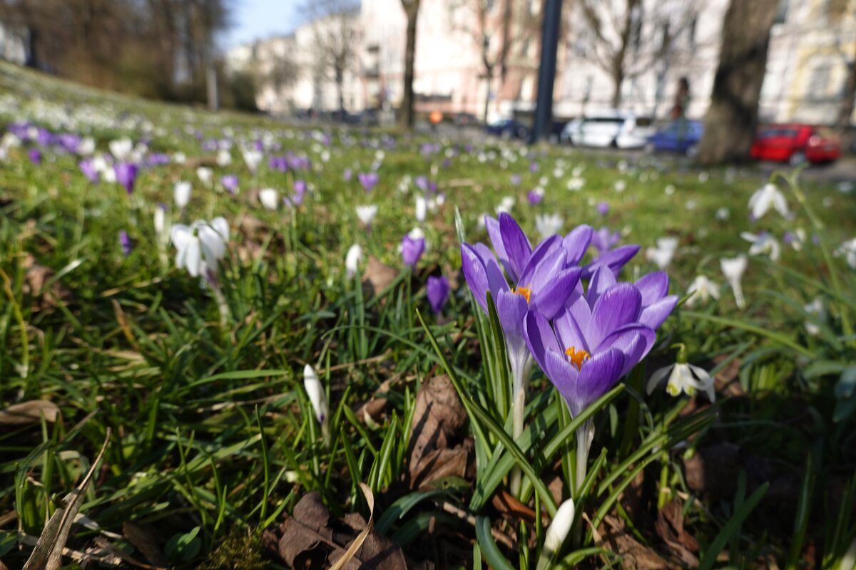 Весна в городе...Аугсбург.... - Галина Весна в городе...Аугсбург.... - Галина