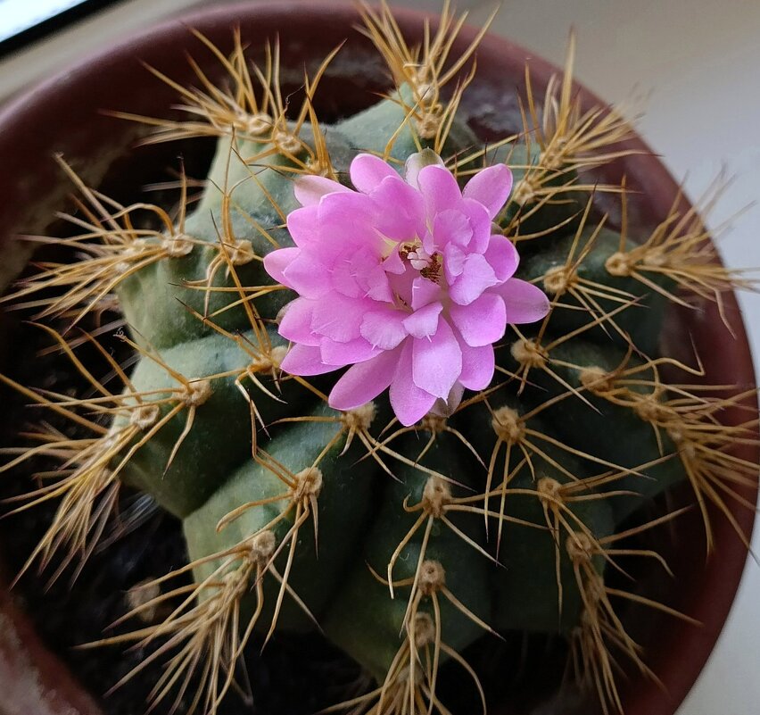 Первый пошёл. - Ирина *** Первый пошёл. - Ирина ***