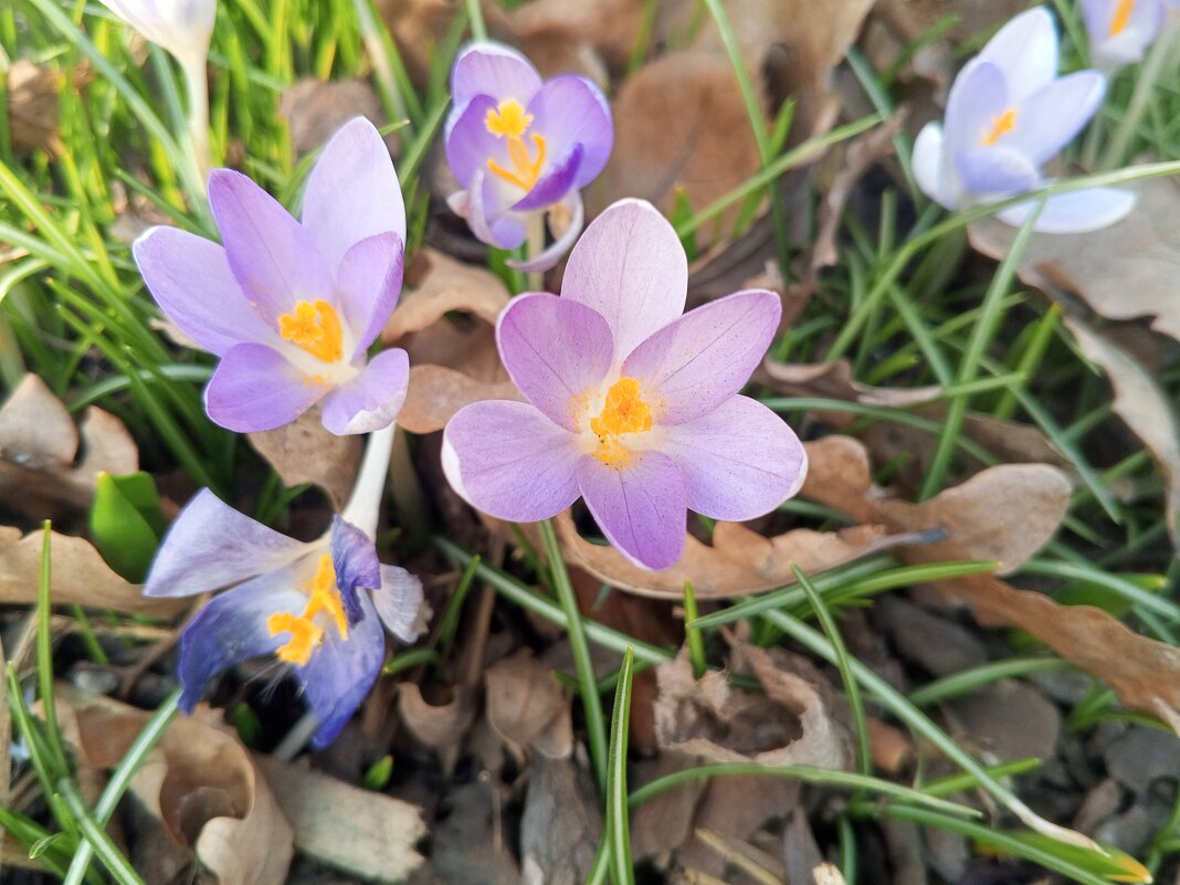 Крокус - Сапсан 