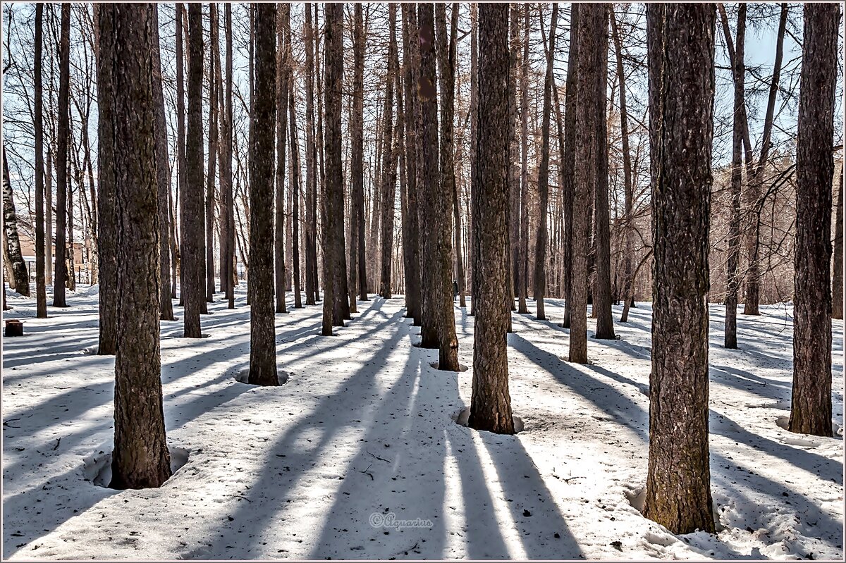 Контрасты марта - Aquarius - Сергей Контрасты марта - Aquarius - Сергей