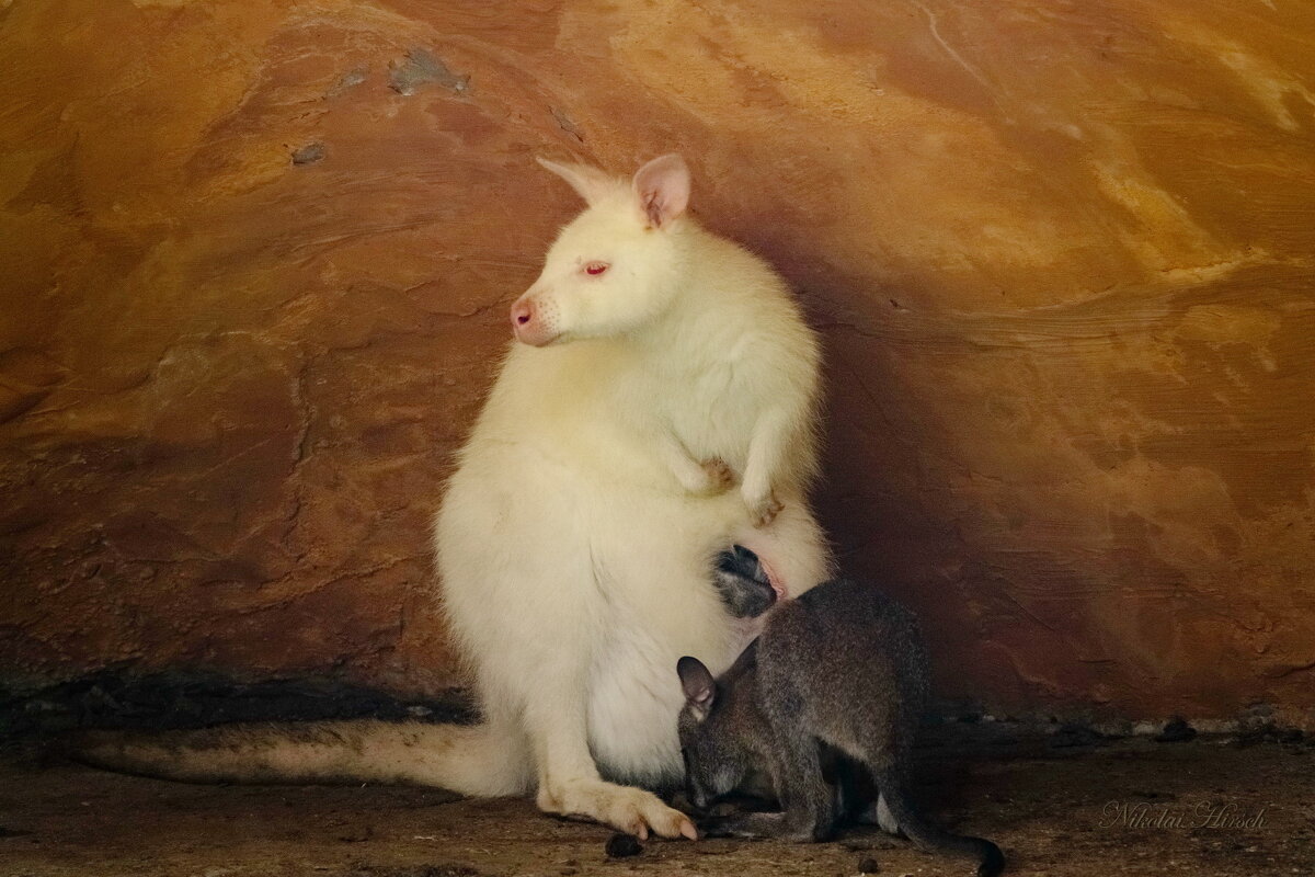 Кенгуру-альбинос в пещере... - Николай Гирш Кенгуру-альбинос в пещере... - Николай Гирш