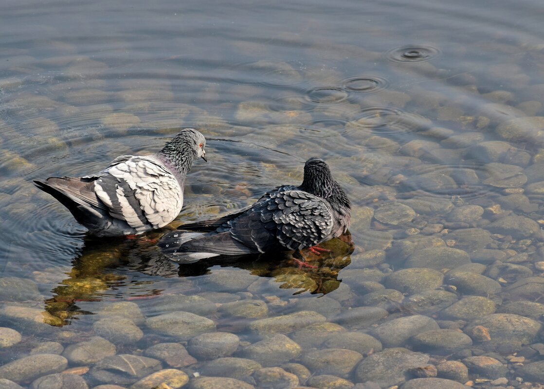 Неверующие голубки решили поплавать. - Татьяна Помогалова