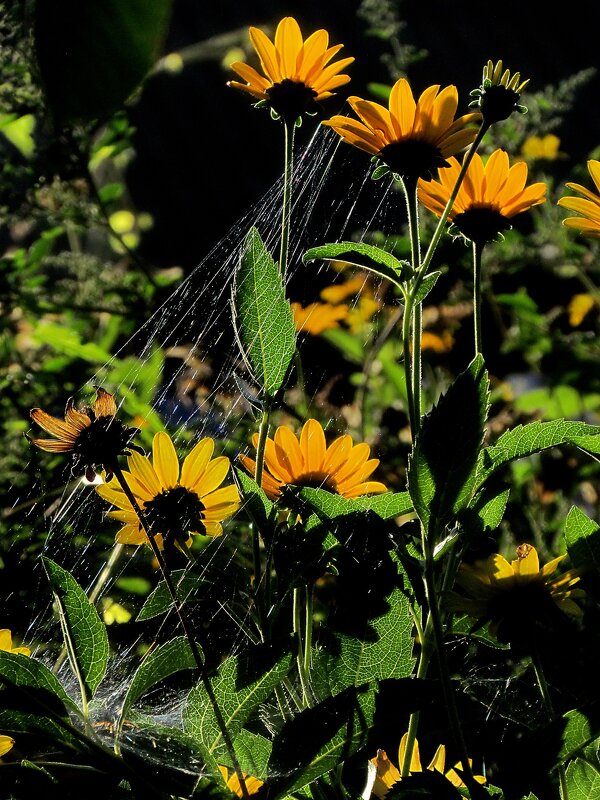 Цветы - Роман Савоцкий