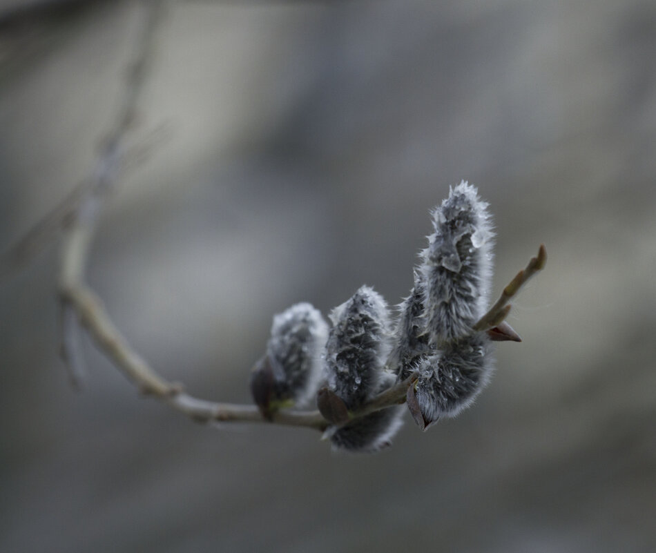После дождя - Олег Денисов