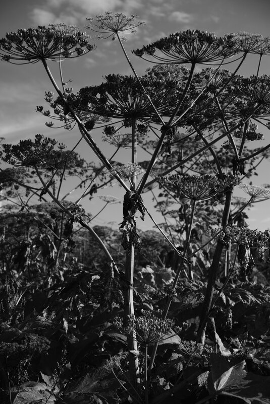 Название отсутствует - Денис Безногов Название отсутствует - Денис Безногов