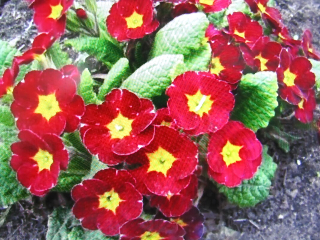 Красота - Людмила Смородинская Красота - Людмила Смородинская