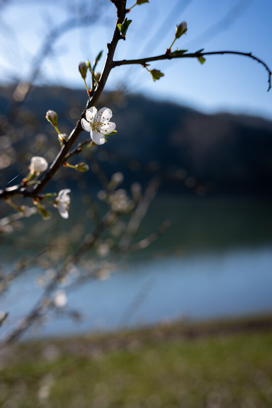 Весна - Referee (Дмитрий) Весна - Referee (Дмитрий)