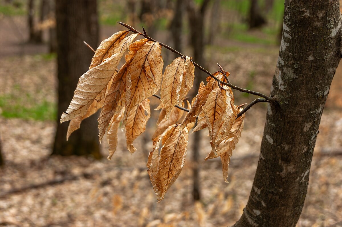 Весной в лесу - Игорь Сикорский