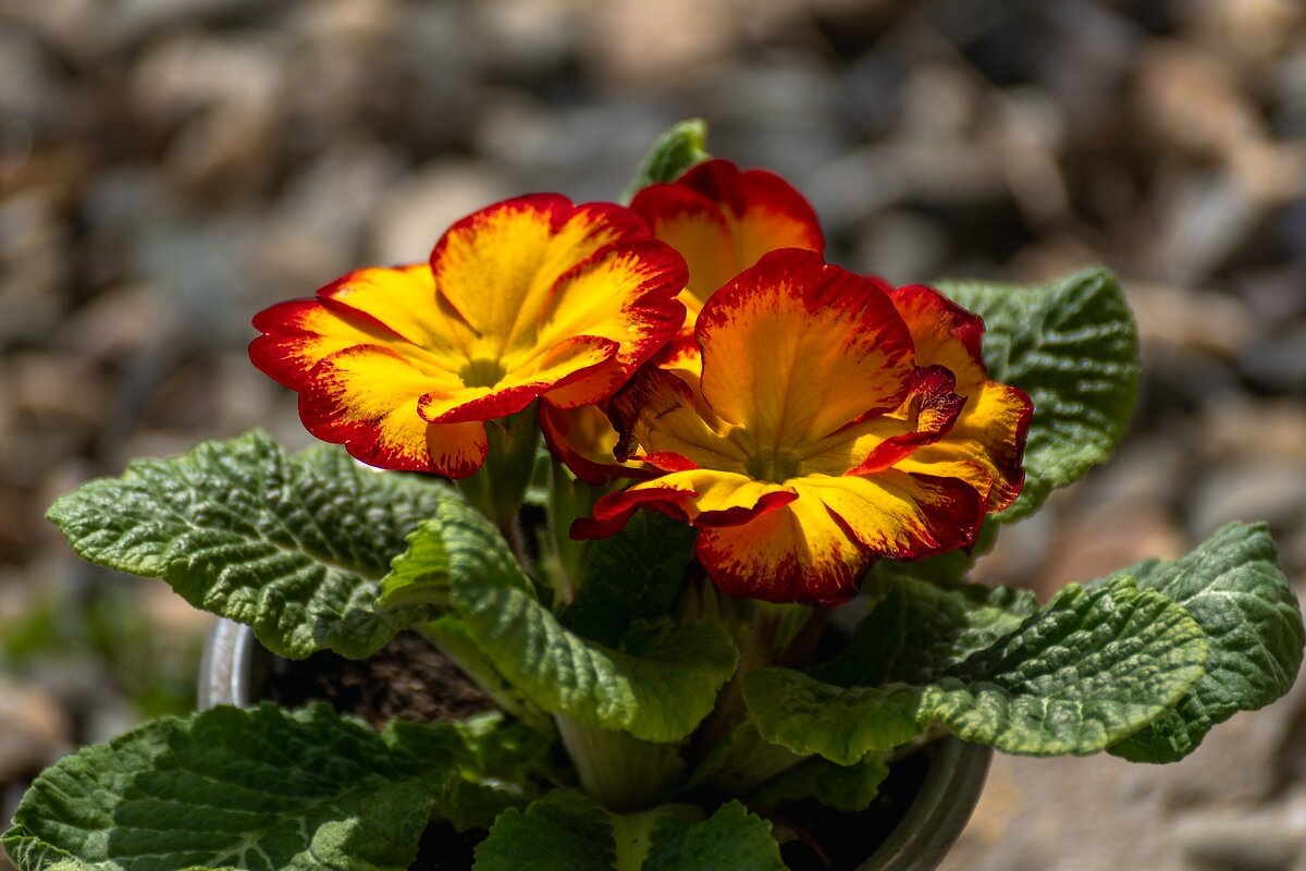 Примула - Игорь Сикорский