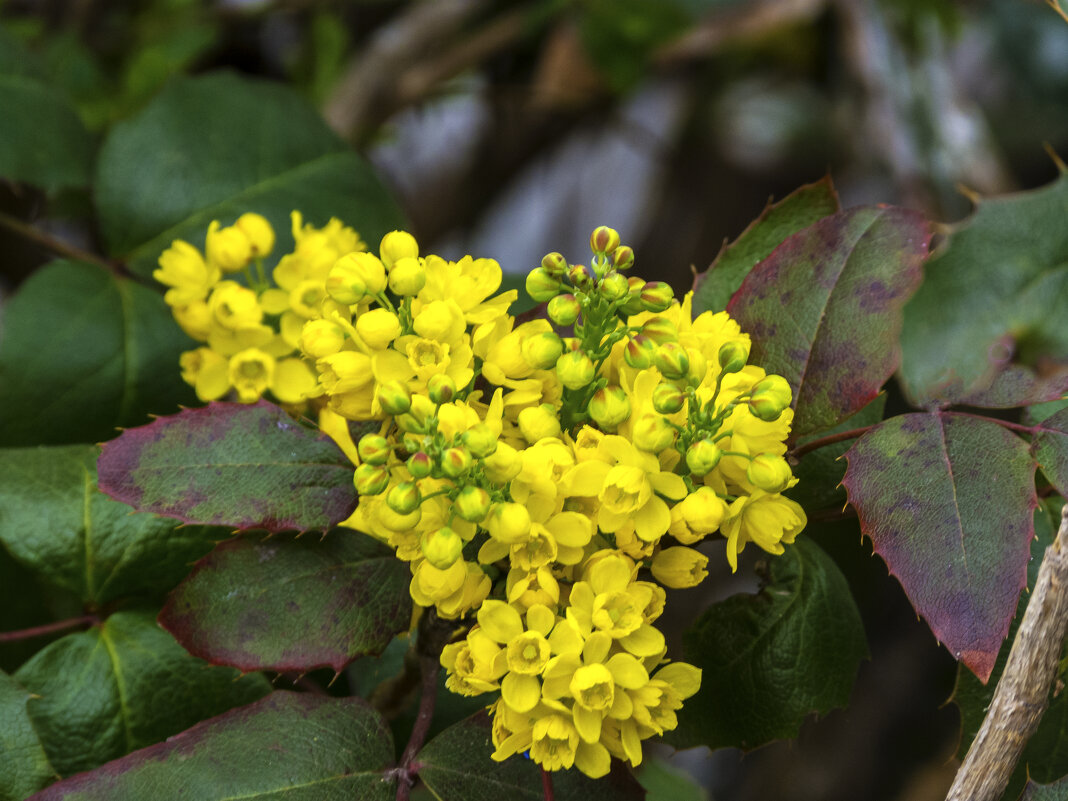 *Магония падуболистная - Валентин Семчишин *Магония падуболистная - Валентин Семчишин