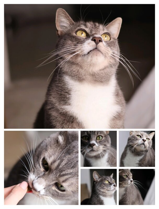 Коллаж - Светлана Хращевская Коллаж - Светлана Хращевская