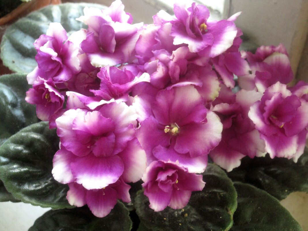 Фиалки - Елена Семигина Фиалки - Елена Семигина