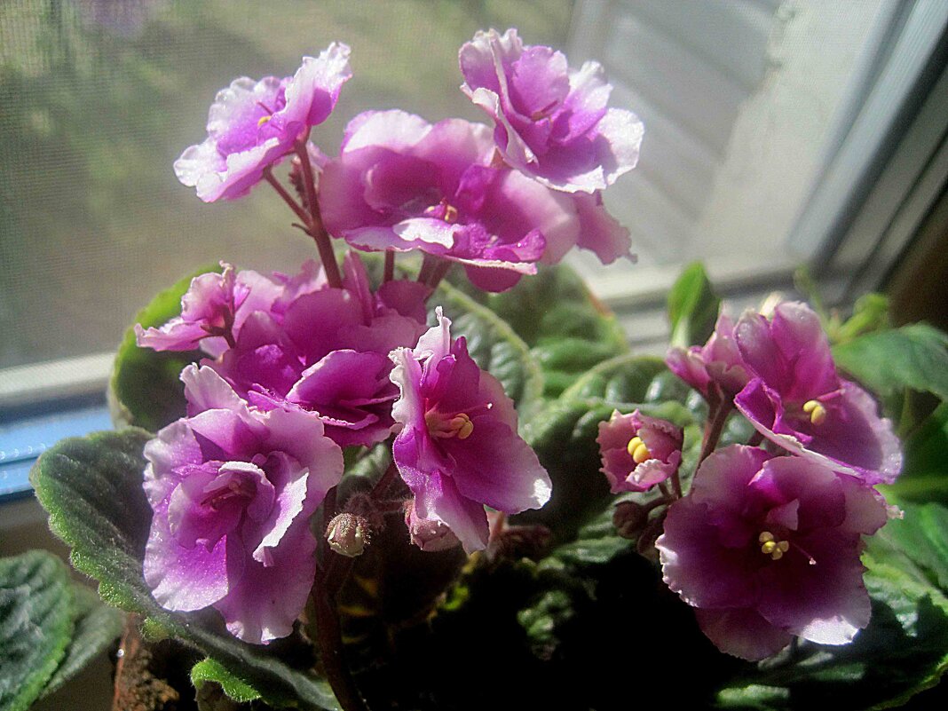 Фиалка - Елена Семигина