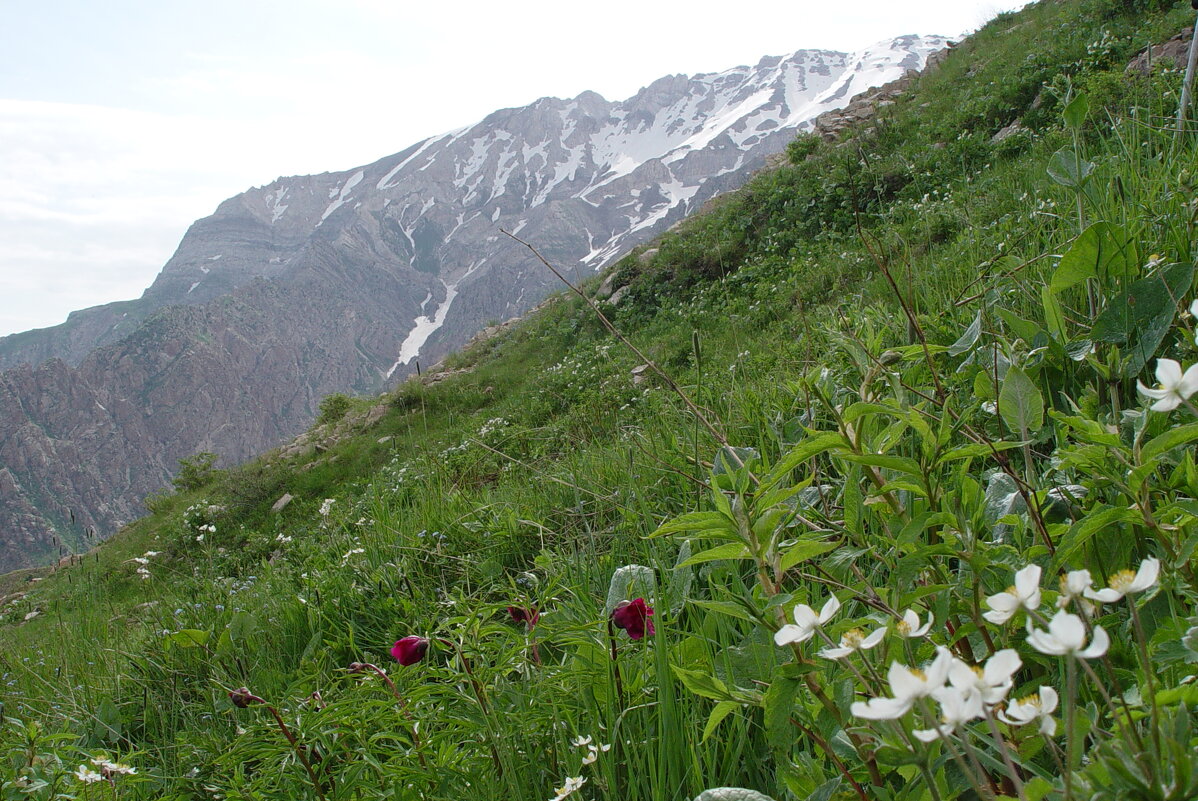 ПРОГУЛКА НА БОЛЬШОЙ ЧИМГАН 3300м. - Виктор Осипчук