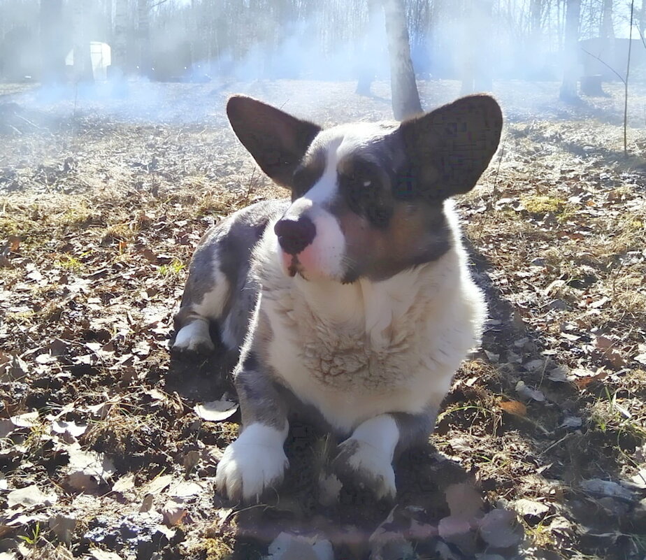 "Пожарная" охрана. - Ольга Довженко