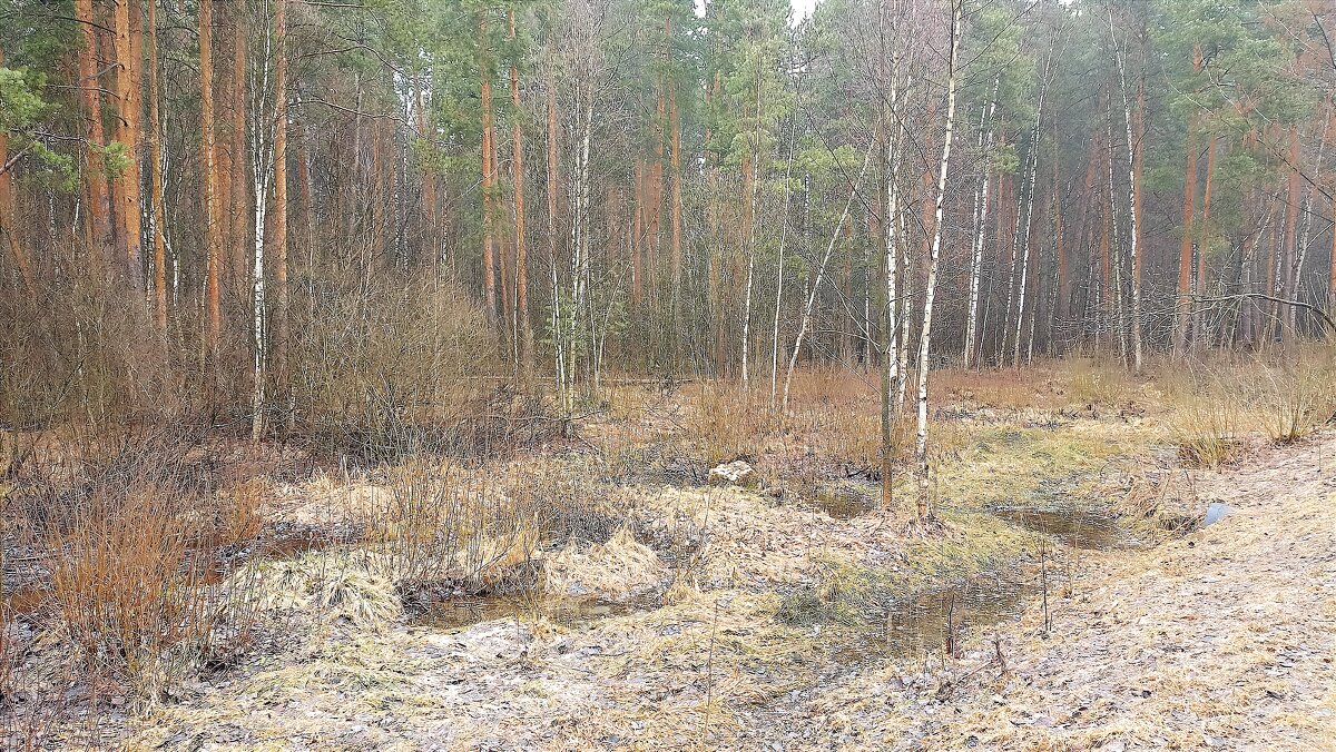 Мартовский лес - Татьяна Тюменка Мартовский лес - Татьяна Тюменка