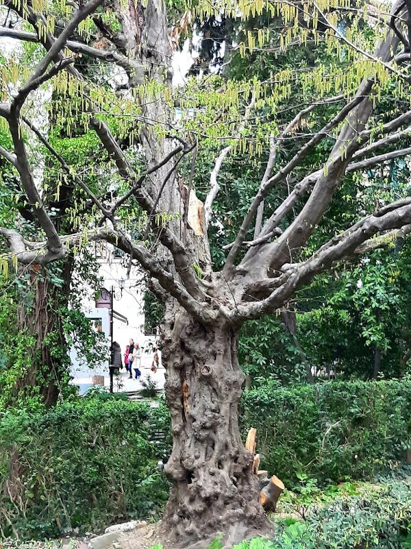 Старое дерево - Tata Wolf