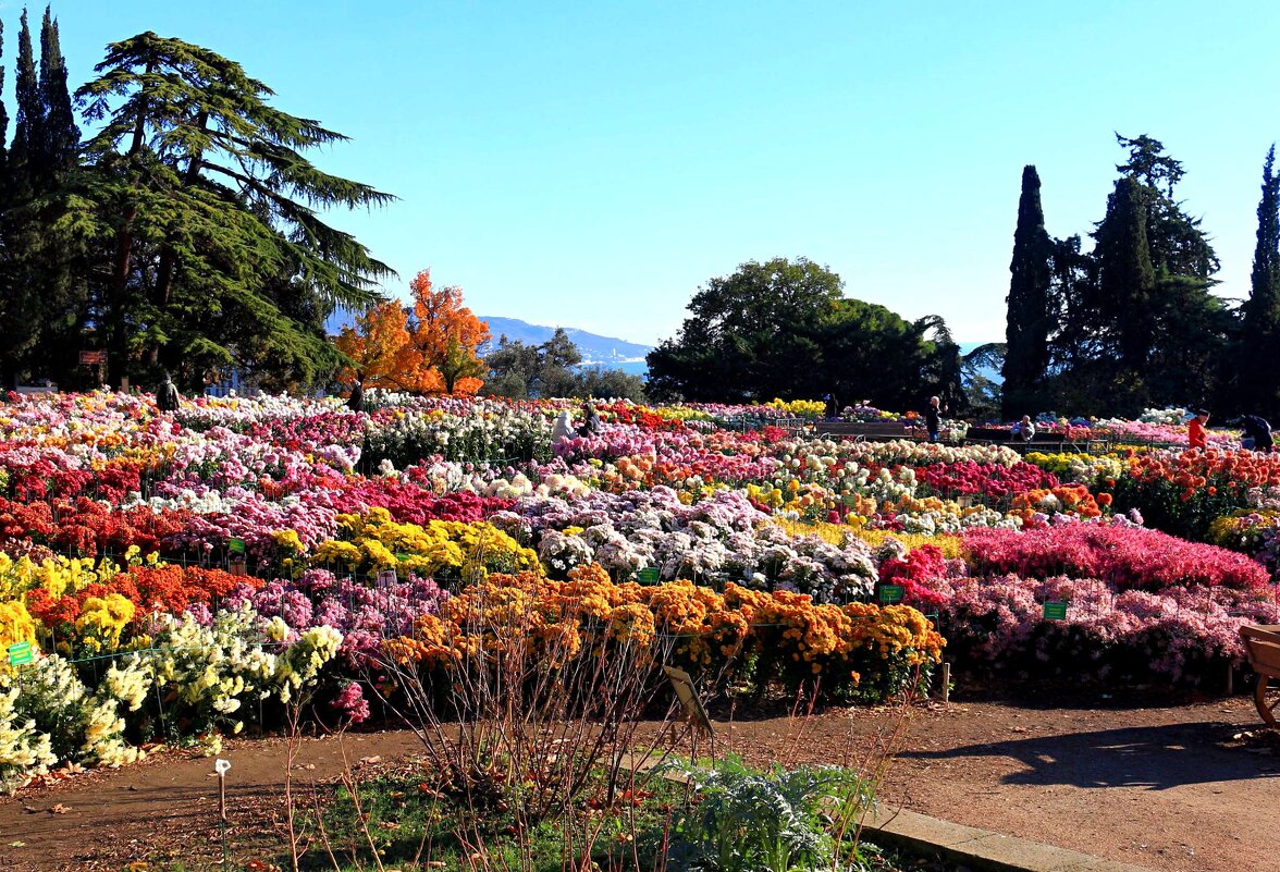 Бал хризантем - Мишель71 Бал хризантем - Мишель71