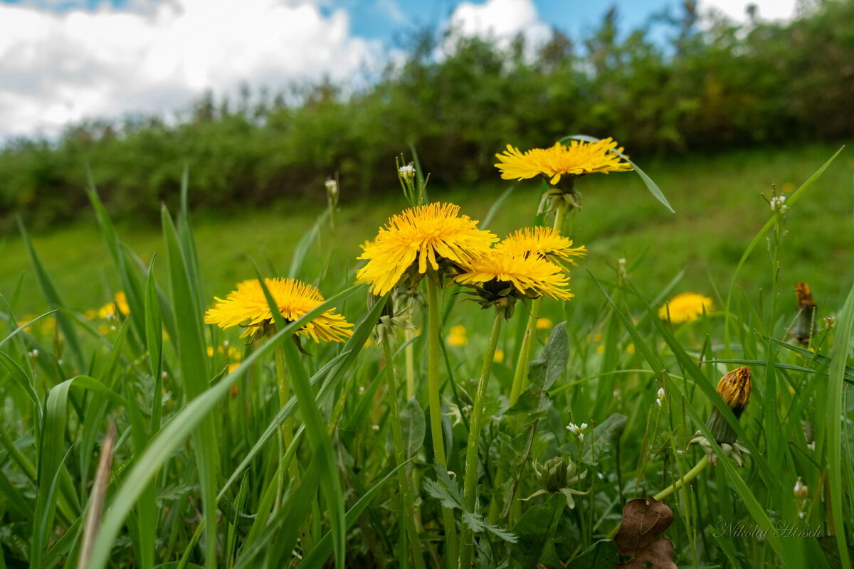 Про одуванчики... - Николай Гирш Про одуванчики... - Николай Гирш