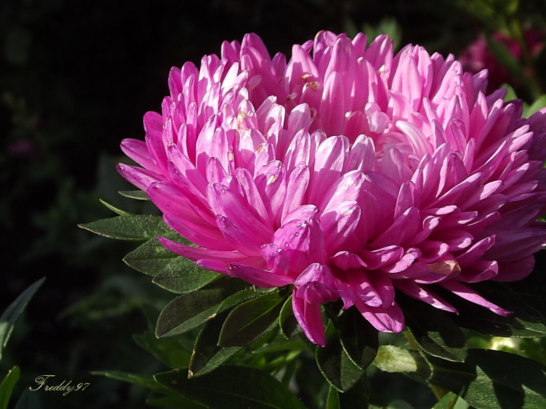 Астра - Freddy 97