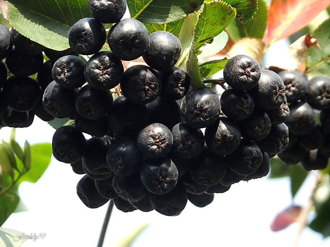 Черноплодная рябина - Freddy 97 Черноплодная рябина - Freddy 97