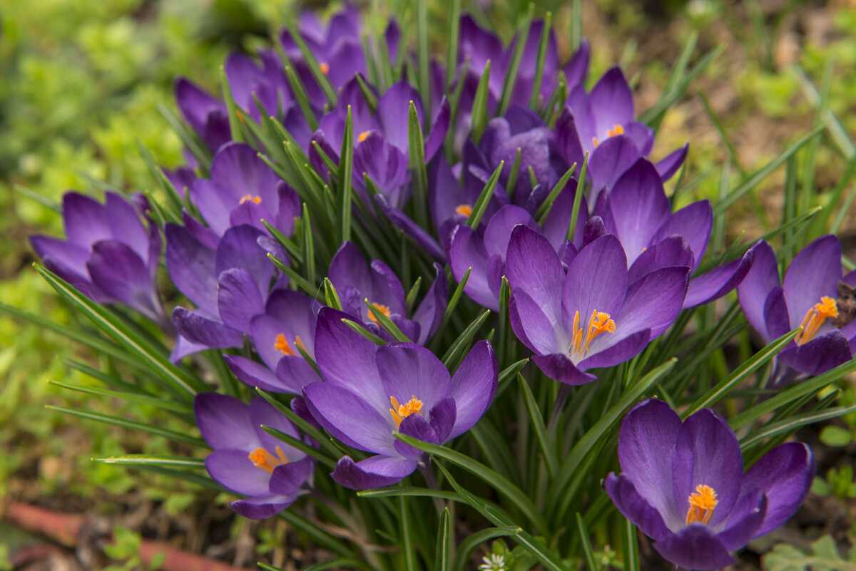 Первоцветы. - Сергей Воротников