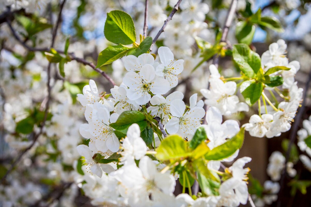 Весна - Тамара Федорова