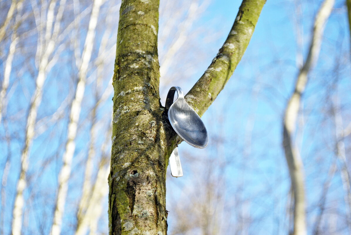 "Я в весеннем лесу пил берёзовый сок.." - AleksSPb Лесниченко