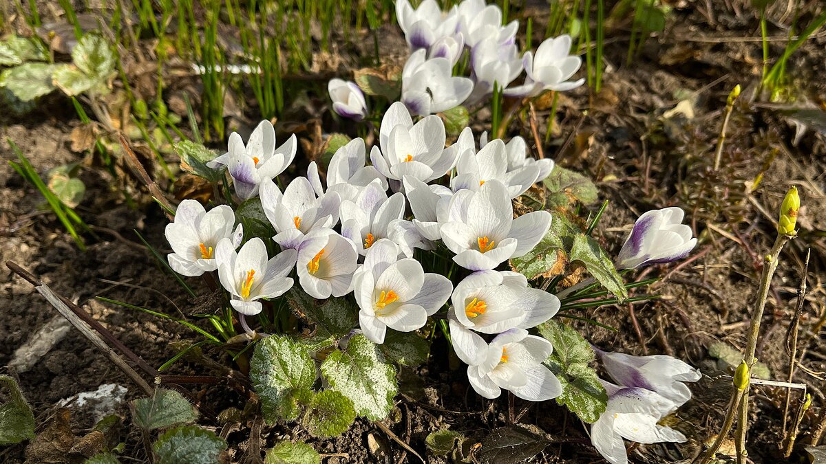 ***белые  к р о к у с ы *** - Olga Oskolkova