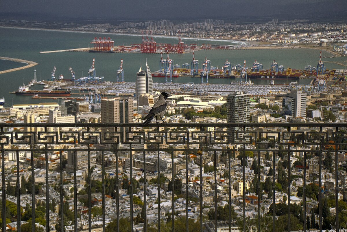 Израиль* Хайфа*2025г Птица счастья  принесёт удачу  кто поставит лайк ,а кто соченит стишок  в  двой - ujgcvbif 