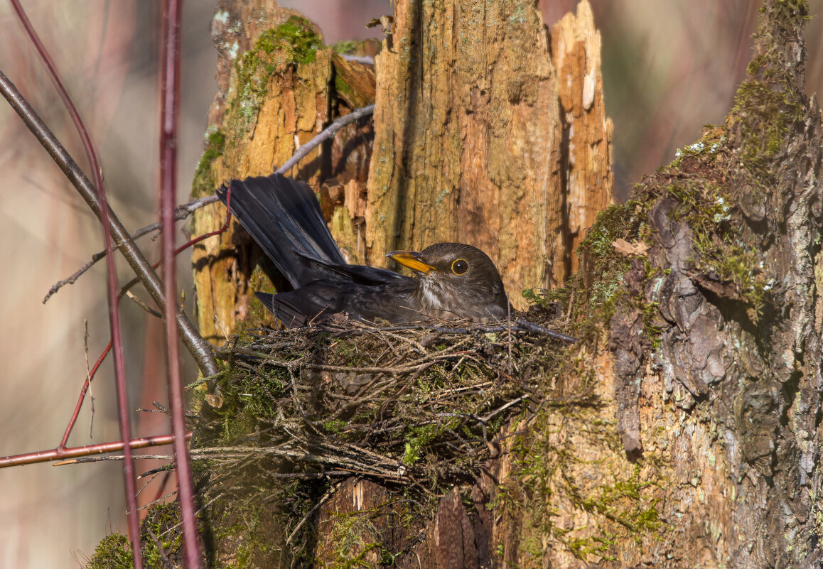 Голубушка удобненько устроилась в гнезде - Дарья Меркулова