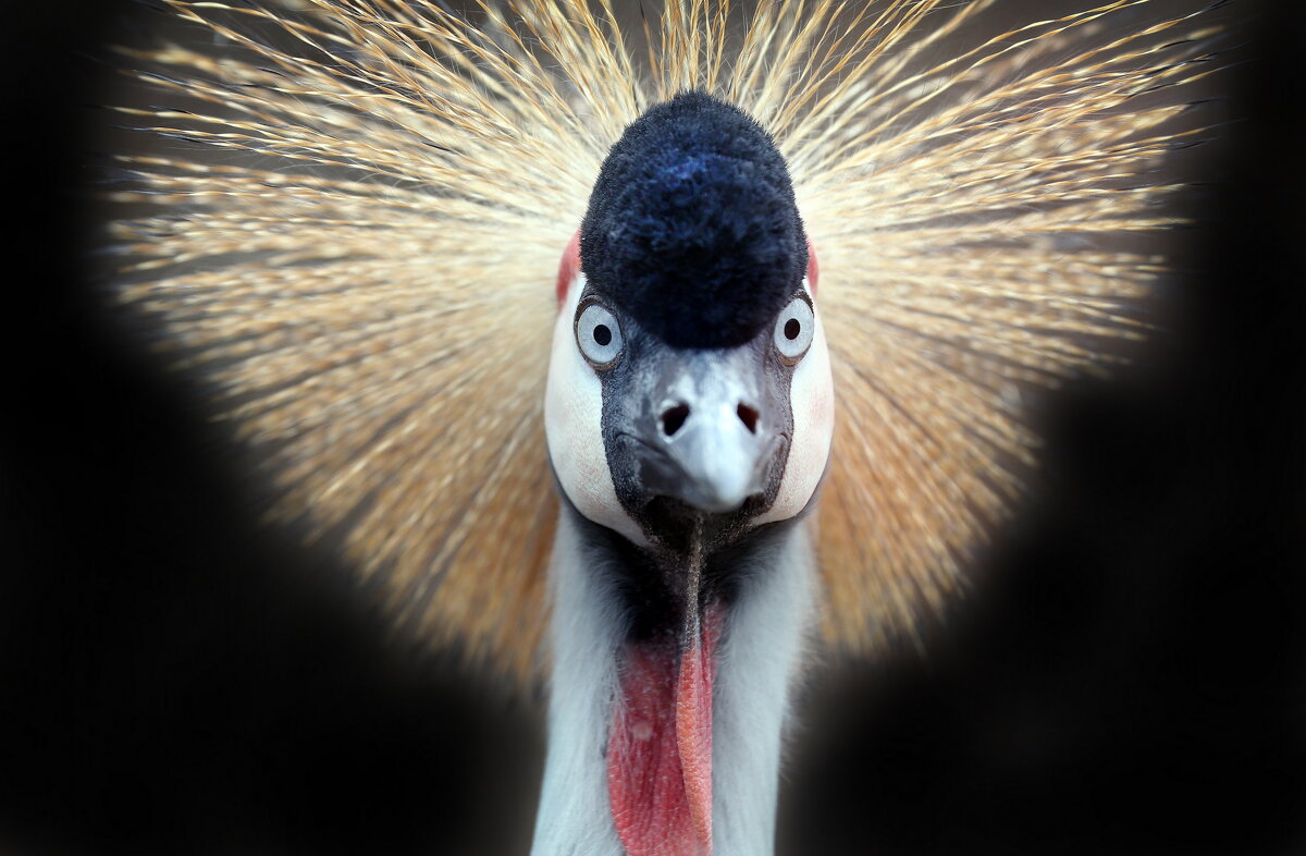 венценосный - Михаил Бибичков