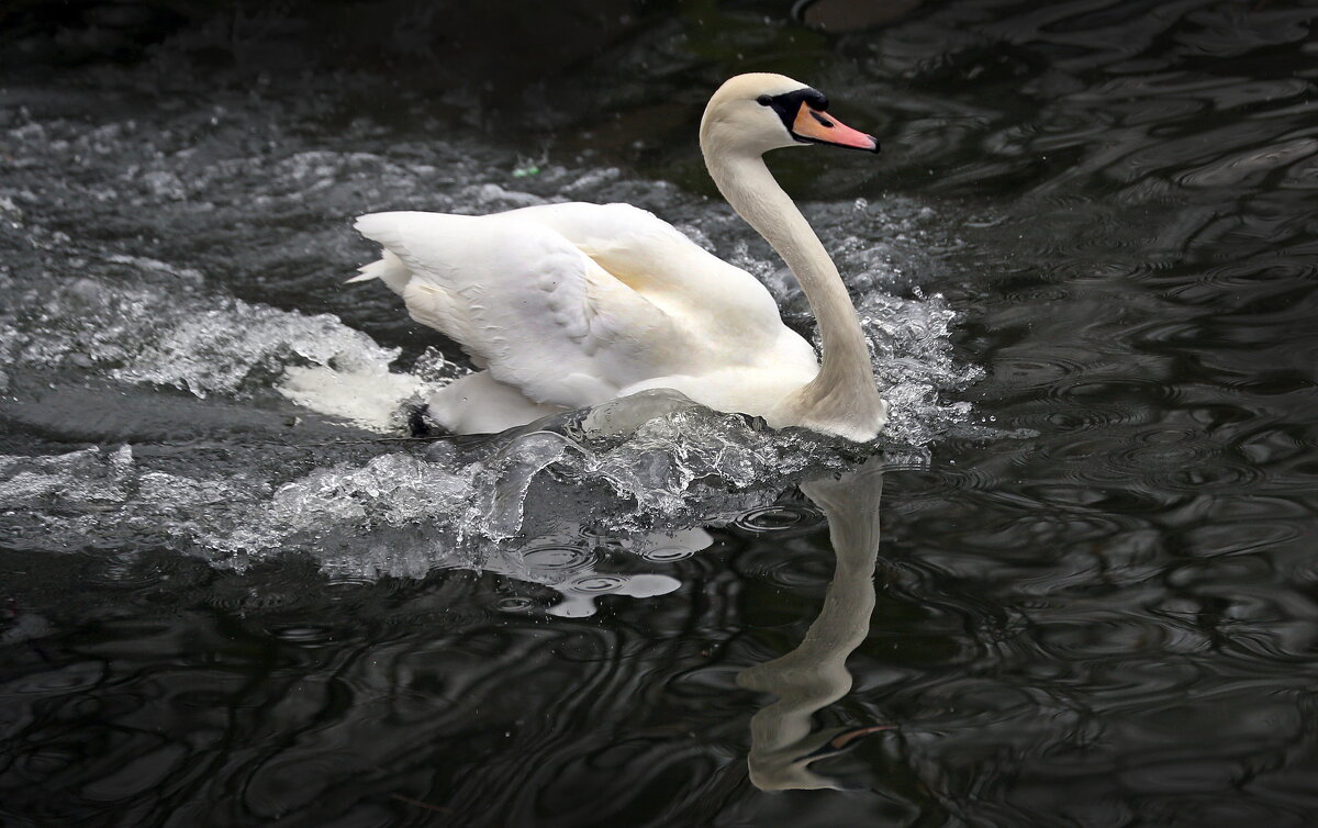 28 марта - Михаил Бибичков