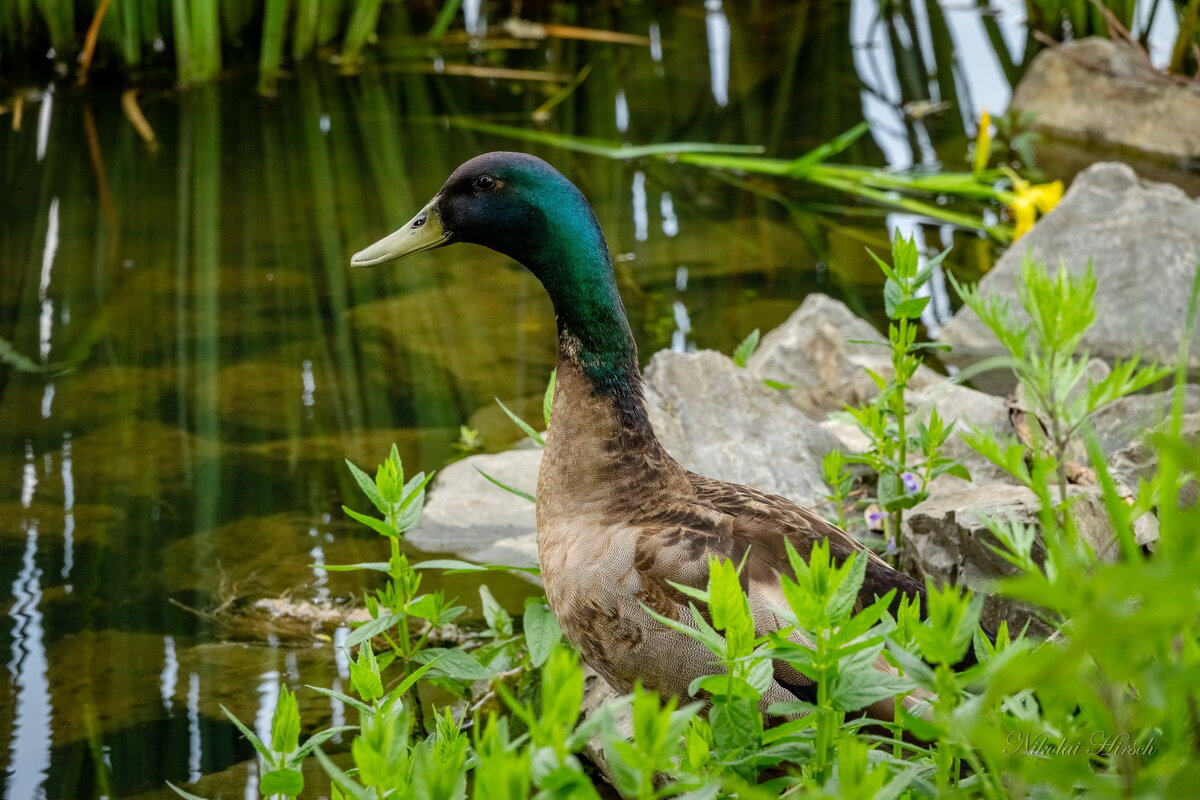 Про селезня... - Николай Гирш
