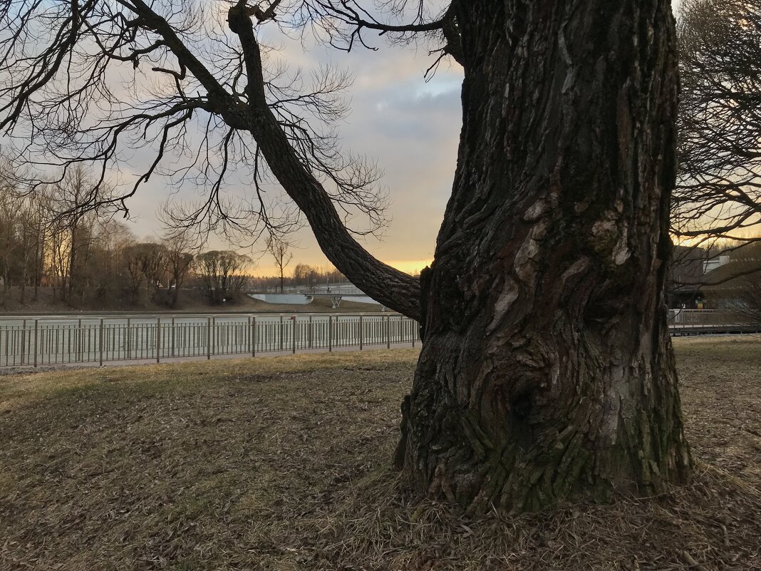 Выразительное дерево - Любовь Выразительное дерево - Любовь