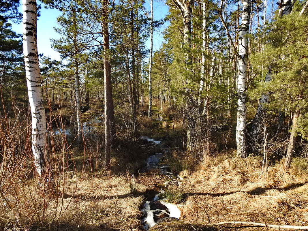 весна - ИННА ПОРОХОВА весна - ИННА ПОРОХОВА