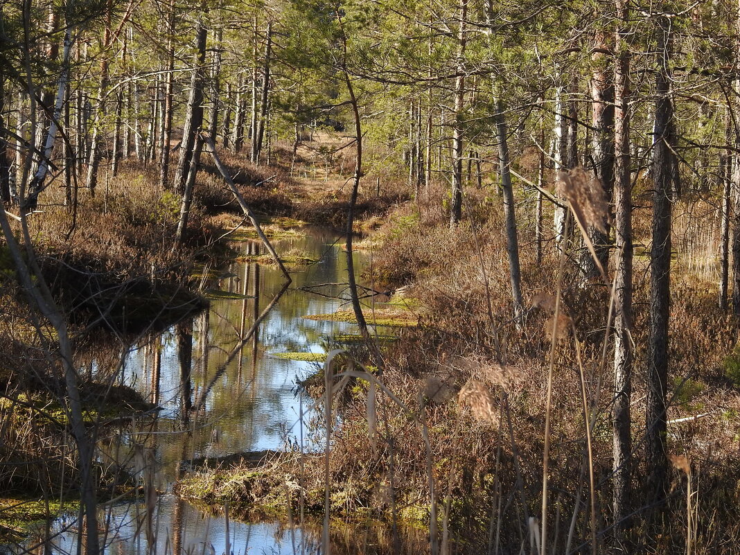 весна - ИННА ПОРОХОВА весна - ИННА ПОРОХОВА